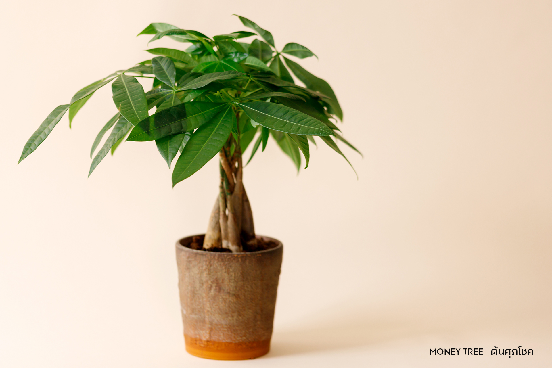 LIFESTYLE ต้นไม้มงคลปลูกเรียกทรัพย์รับโชค POWER Mag